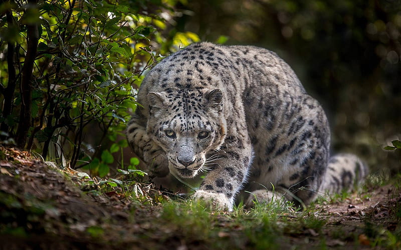 Snow leopard, wildlife, Irbis, wild cat, dangerous animals, HD wallpaper