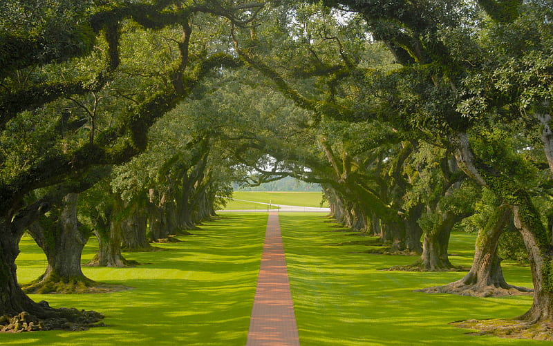 Oak Alley Plantation, plantation, pathways, nature, oak tree, HD wallpaper