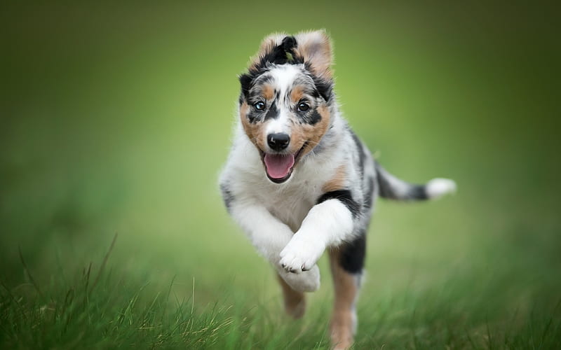 jumping dog, Australian Shepherd, cute puppy, pets, running small dog, Aussie, HD wallpaper