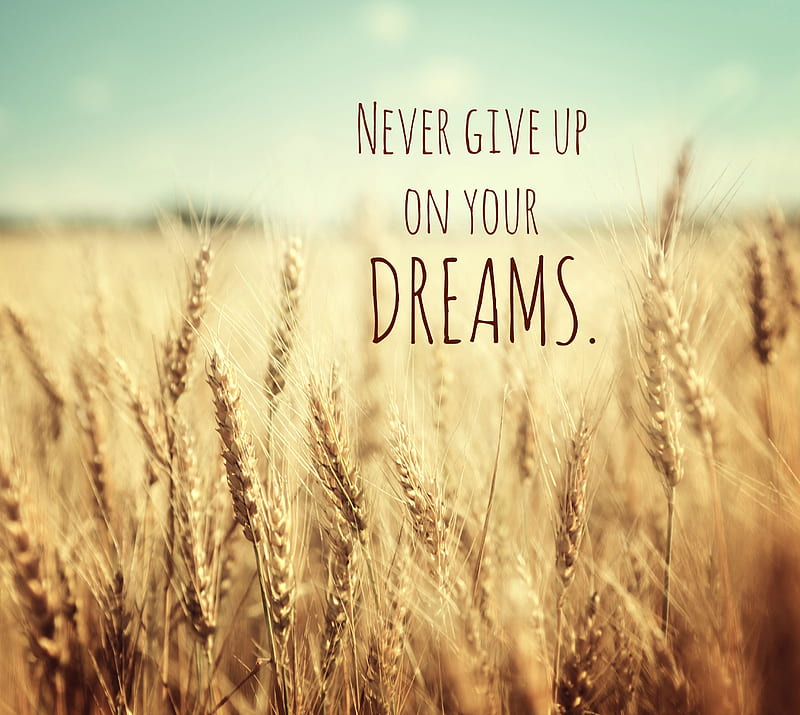 Never Give Up, dreams, field, motivation, nature, quote, wheat, HD wallpaper  | Peakpx