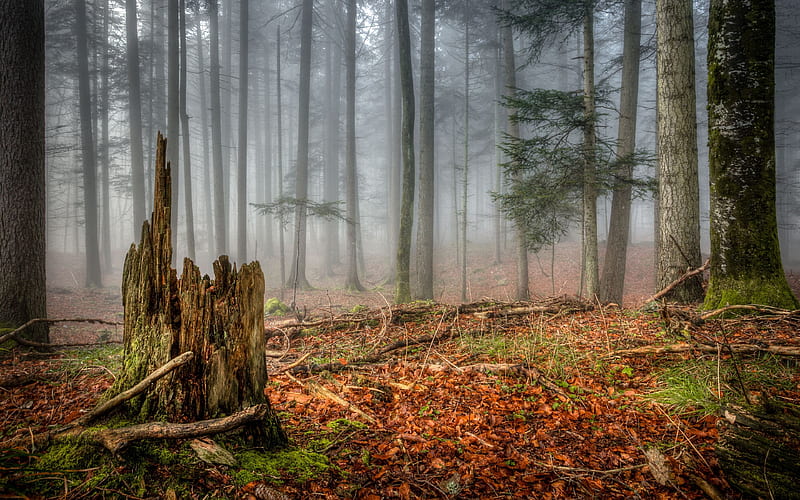 nature, coniferous forest, fog, HD wallpaper