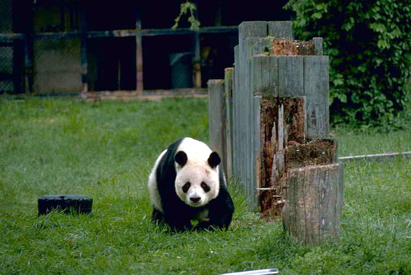 LEO ON THE PROWL, panda, cute, leo, adorable, chubby, HD wallpaper