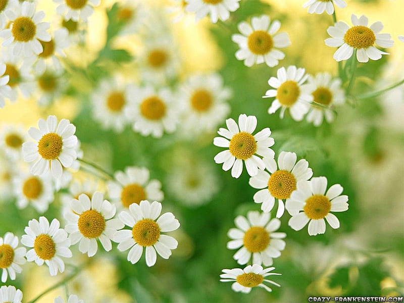 Daisy family ;), family, together, yellow, spring, delicate, happy, green, flowers, white, daisy, HD wallpaper