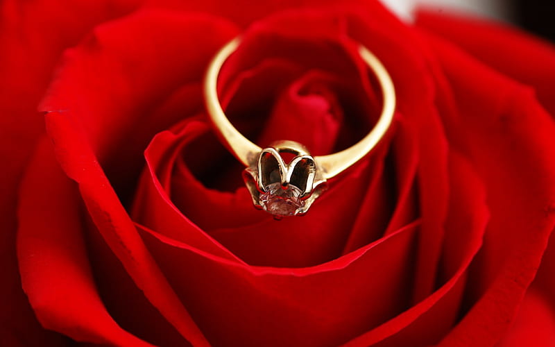 red rose, engagement ring, gold rings, rosebud, marriage proposal, HD wallpaper