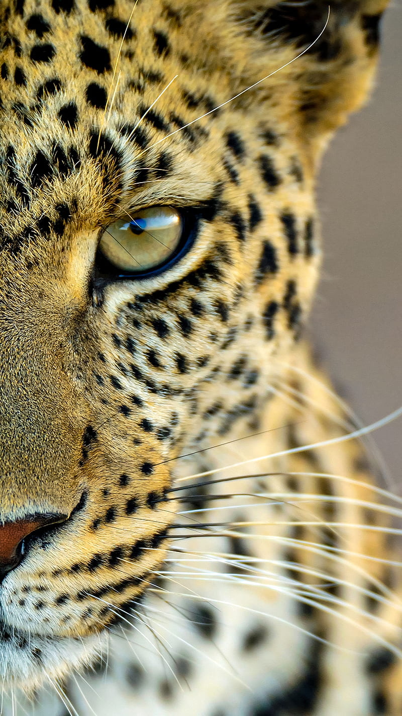Leopard Face, animal, black, cat, yellow, HD phone wallpaper