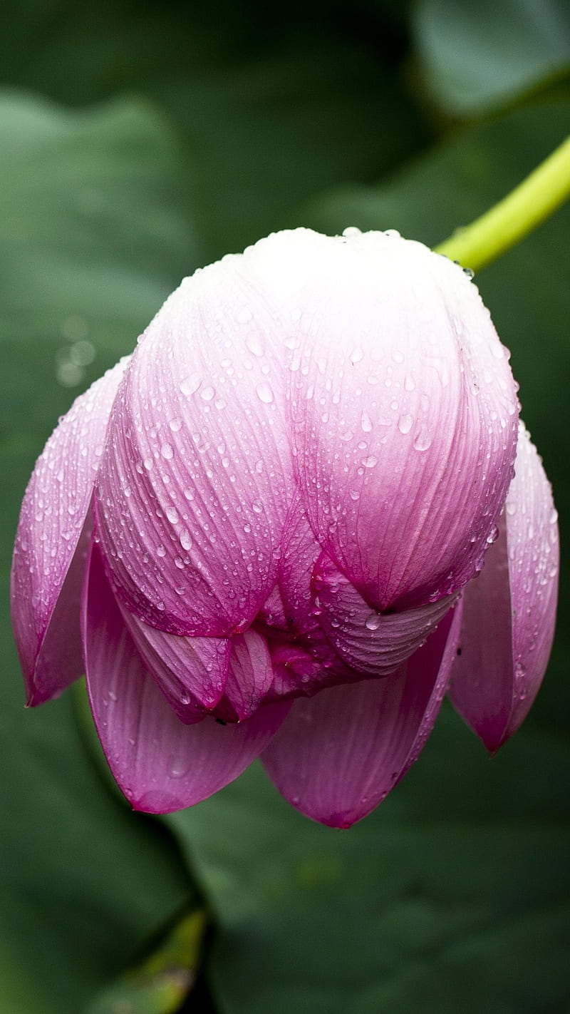 Lotus Bud , flowers, leaf, flower, pink, lotus bud, HD phone wallpaper