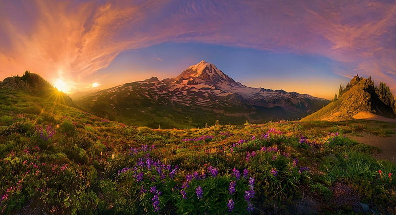 Rainier National Park, Oregon, sun, flowers, blossoms, sunset, clouds ...