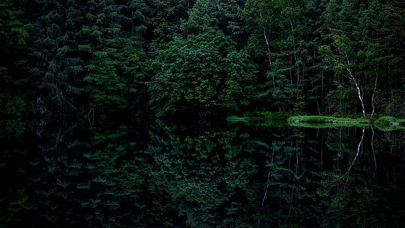 Green Trees Forest Dark Background Reflection On Water Dark, HD wallpaper |  Peakpx