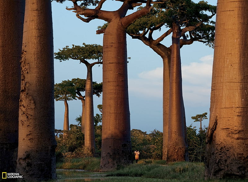 Baobabs, leaves, baobab, people, nature, trees, clouds, trunks, sky, HD wallpaper