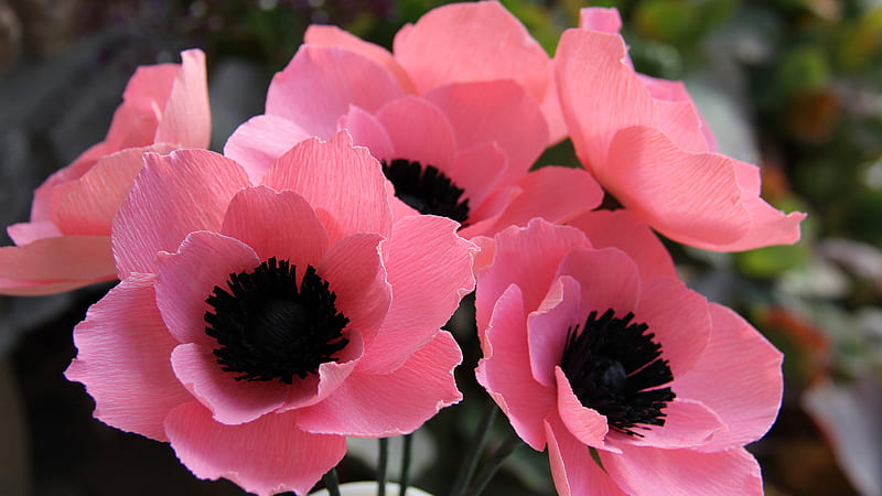 Closeup View Of Pink Anemone Flowers Flowers, HD wallpaper