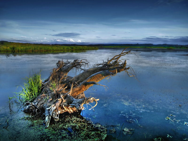 Dead Wood, water, sky, lake, wood, HD wallpaper