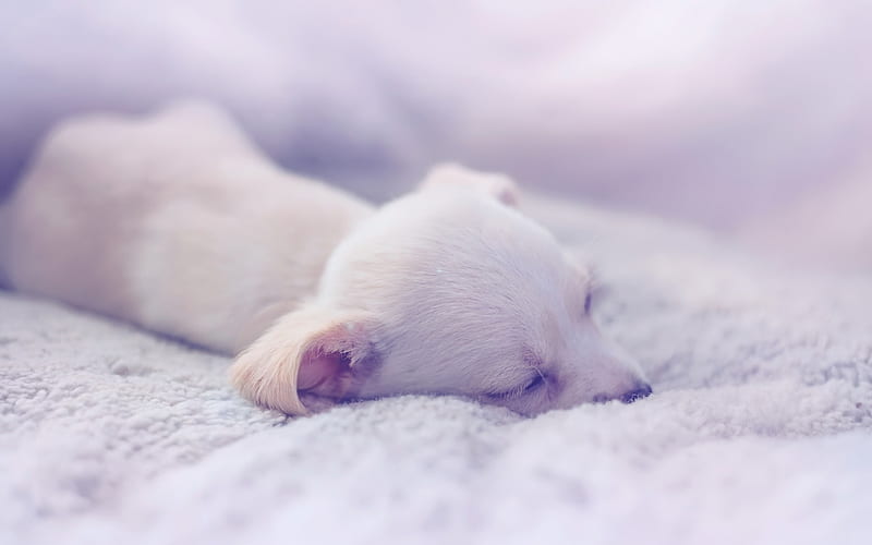 small white sleeping puppy, small dogs, cute animals, pets, dogs, chihuahua, puppies, HD wallpaper