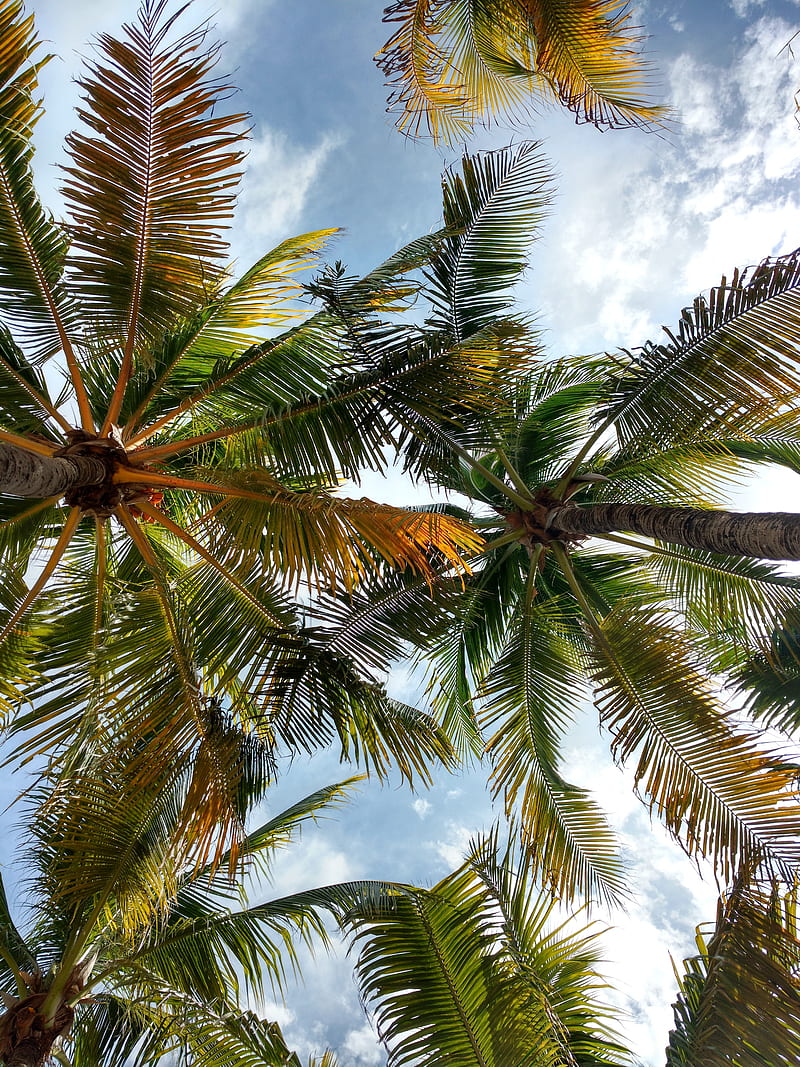 palm trees, crowns, branches, leaves, tropical, HD phone wallpaper