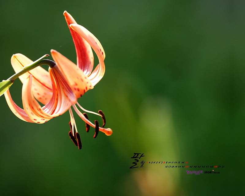 Orange Lily, lily, flower, orange, oriental, HD wallpaper