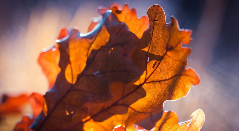 Oak leaves, autumn, nature, leaf, fall, leaves, HD wallpaper