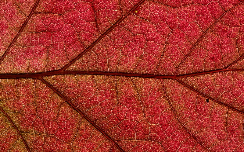 red leaf texture, red leaf background, natural textures, red leaf, ecology, environment, HD wallpaper