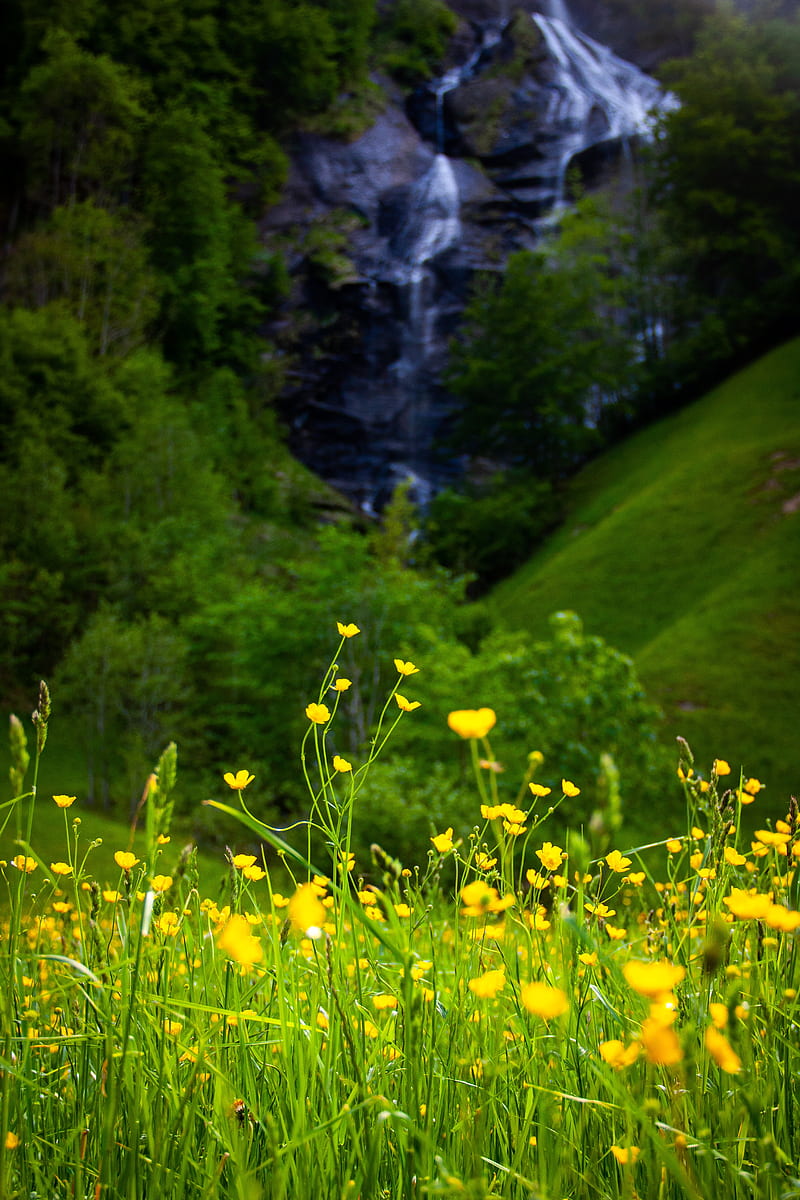 flowers, grass, landscape, meadow, greens, yellow, HD phone wallpaper