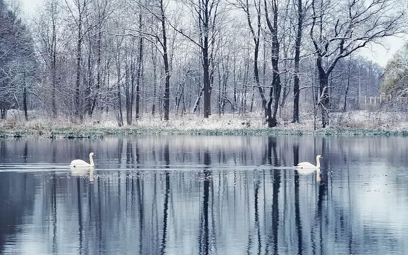 Swans at Winter, winter, Latvia, swans, pond, HD wallpaper | Peakpx