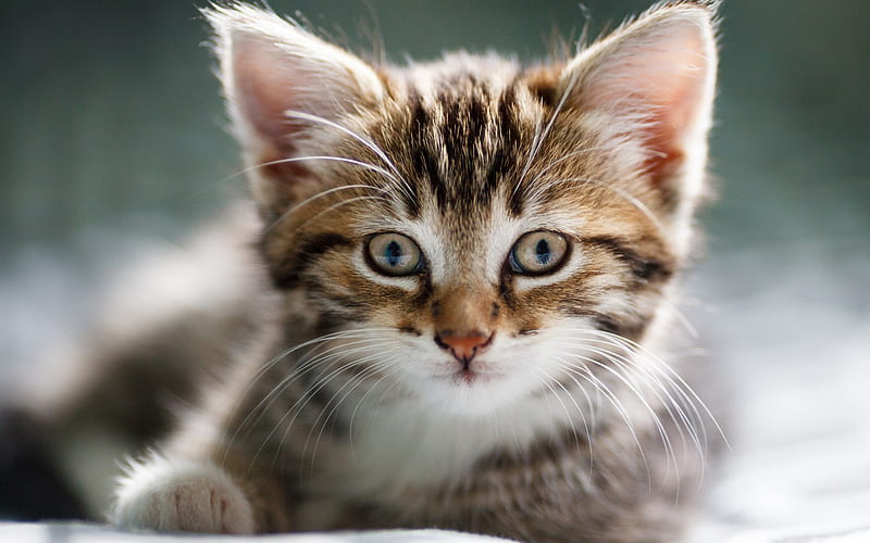 Small gray kitten, small cat, American Bobtail, pets, big gray eyes, kittens, HD wallpaper