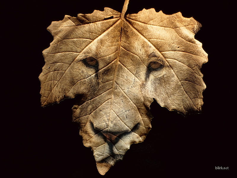 Lion Leaf, gold, brown, lion, leaf, HD wallpaper