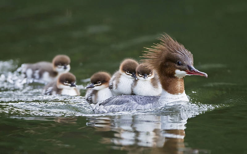 Duck Family, family, ducks, water, swimming, HD wallpaper