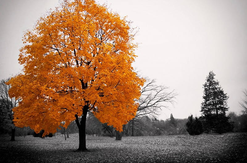 *, autumn, tree, graphy, wp, bw, contrast, nature, duotone, HD ...