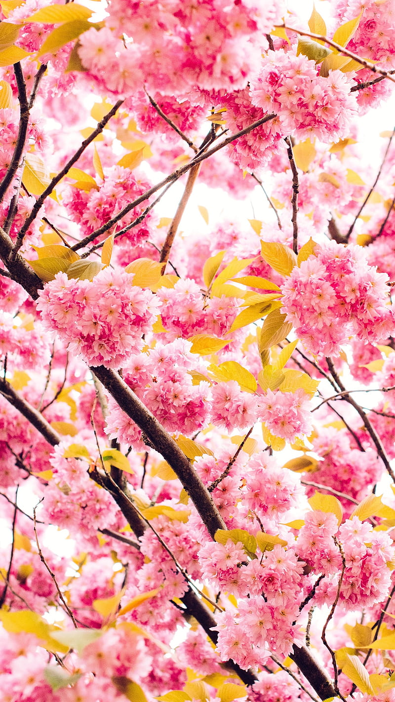 Pink blossoming flower , blossom, background, HD phone wallpaper