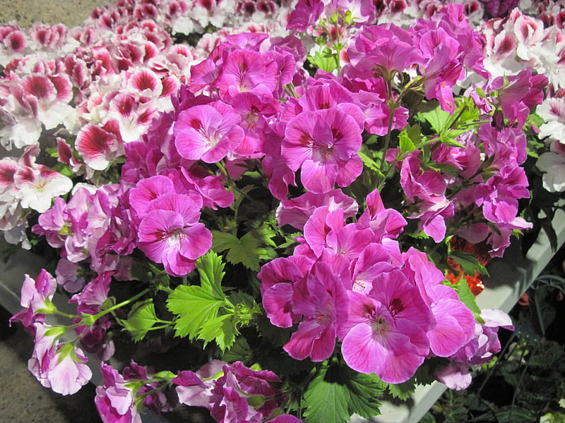 The wonder of Flowers 26, graphy, purple, green, Geranium, granium, Flowers, white, pink, HD wallpaper