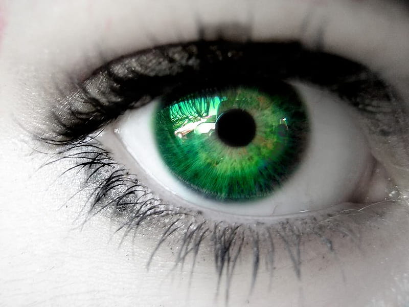 Best 500 Green Eyes Pictures  Download Free Images on Unsplash