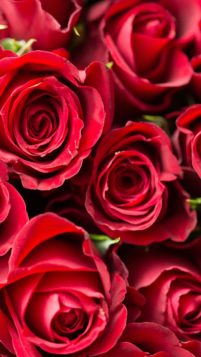 Red Rose - Beautiful, red rose, flowers, HD phone wallpaper