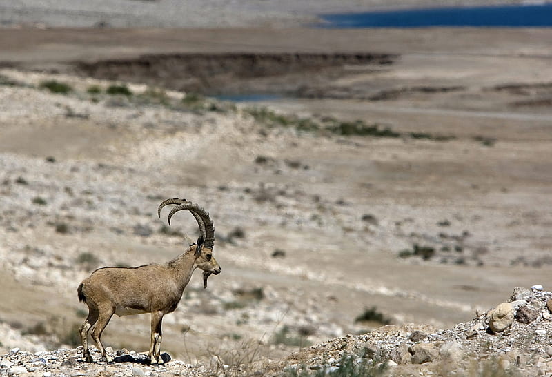 Ibex, Long thick ribbed horns, Wild, Herbivorous, Goat, HD wallpaper