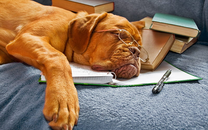 glasses, notebook, books, sleeping dog, handle, HD wallpaper