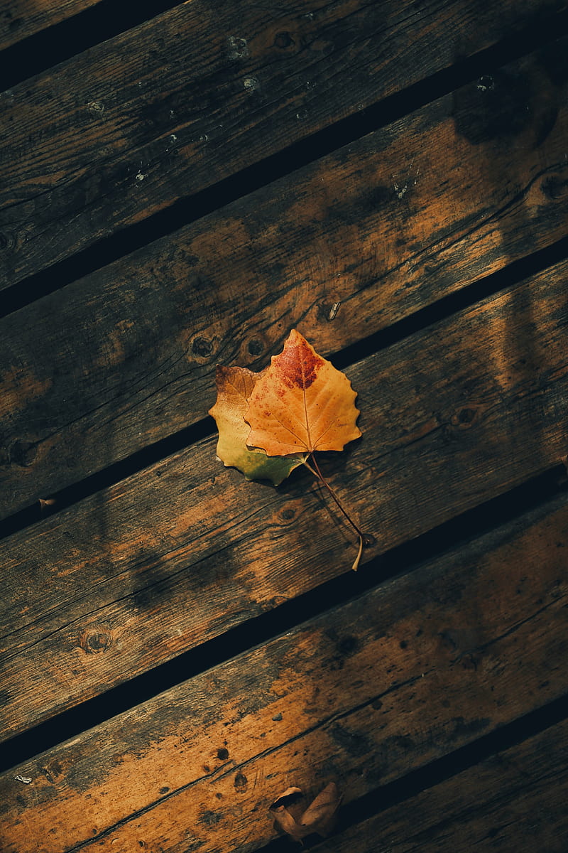 leaves, autumn, wooden, boards, HD phone wallpaper