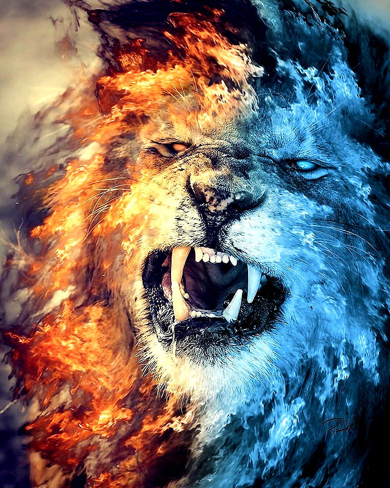 Moath bataineh, black, fire, king, lion, lions, HD phone wallpaper