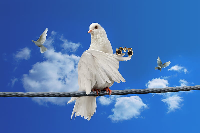 Smart Pigeon, pigeon, binocular, sitting, blue sky, white, smart, HD wallpaper