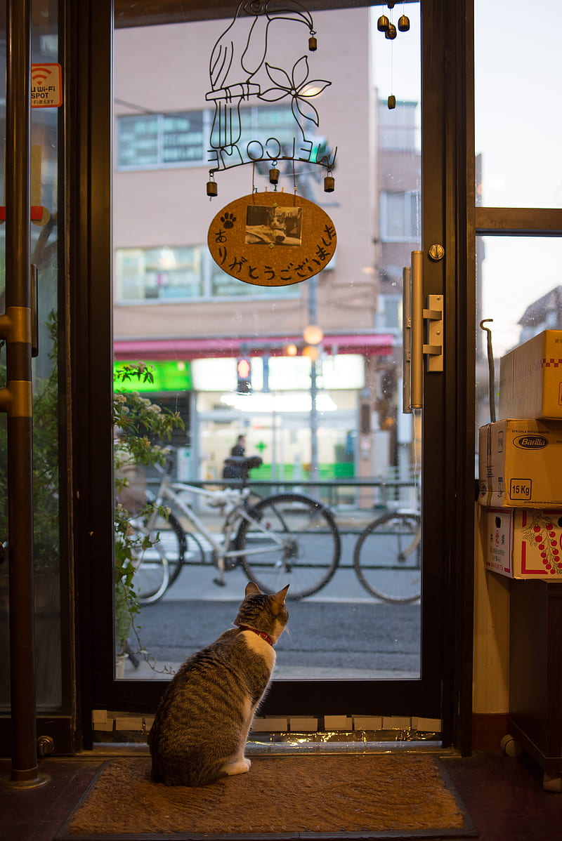 cat, animal, door, glass, watching, HD phone wallpaper