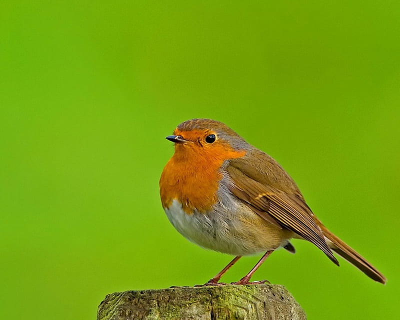 american robin, robin, bird, orange, HD wallpaper