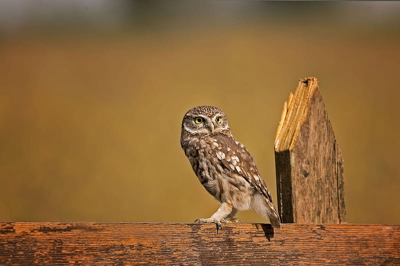 Little Owl , owl, birds, flickr, HD wallpaper