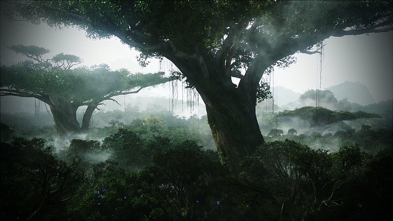 Dense Forest With Fog Jungle, HD wallpaper