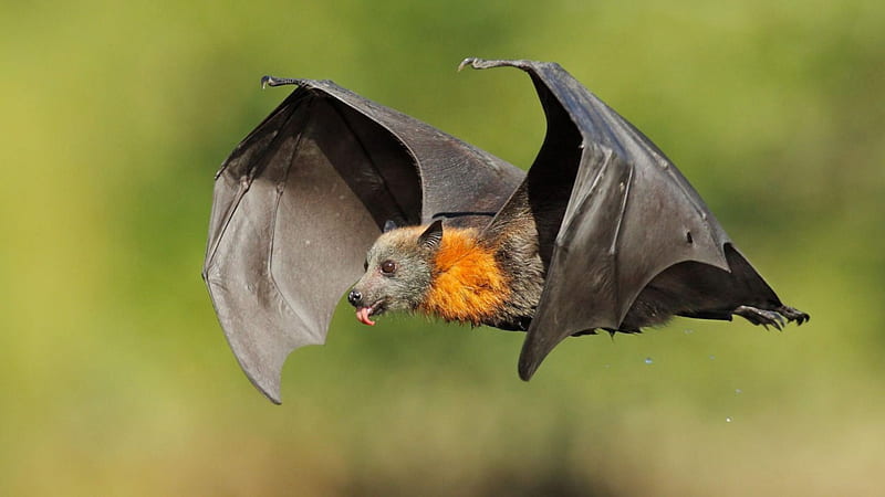 Fruit Bat, Fruit, black, flying, bat, HD wallpaper