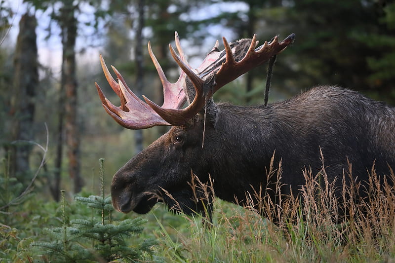 Animal, Moose, Wildlife, HD wallpaper