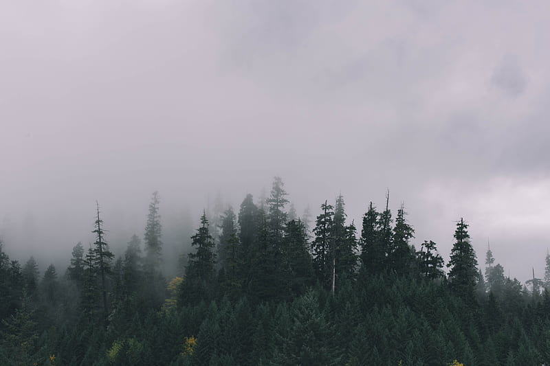forest under the cloudy sky graphyt, HD wallpaper