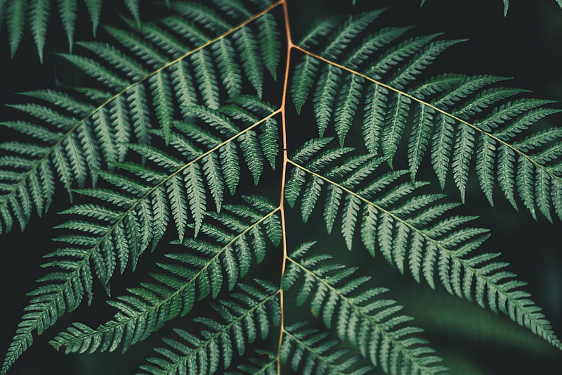 fern, leaf, plant, carved, branch, green, HD wallpaper