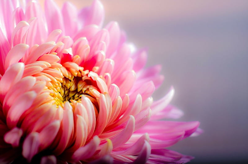 Beautiful Chrysanthemum Flower Nature Pink Chrysanthemum Hd