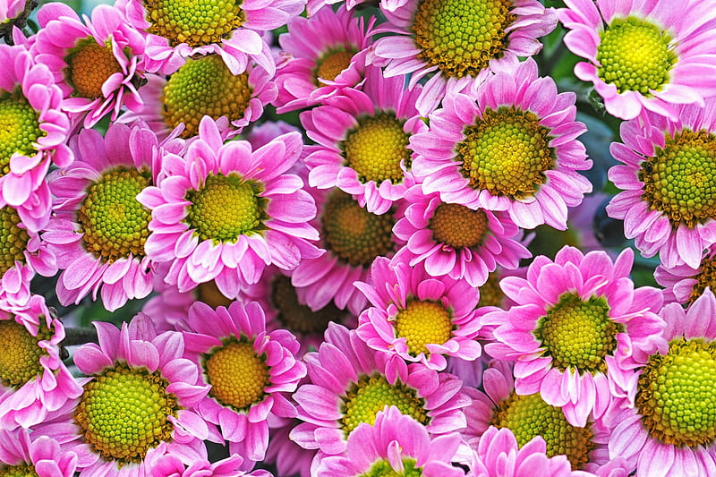 Flowers, Chrysanthemum, HD wallpaper