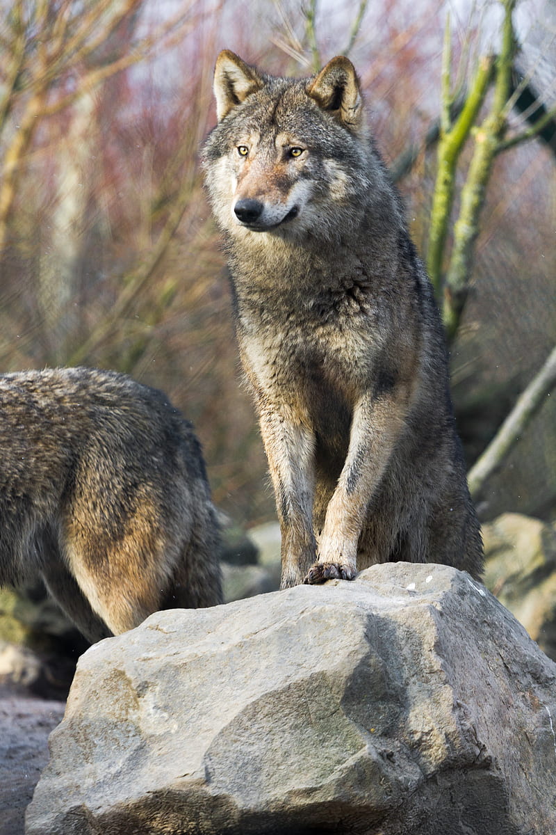 wolf, predator, glance, stones, HD phone wallpaper