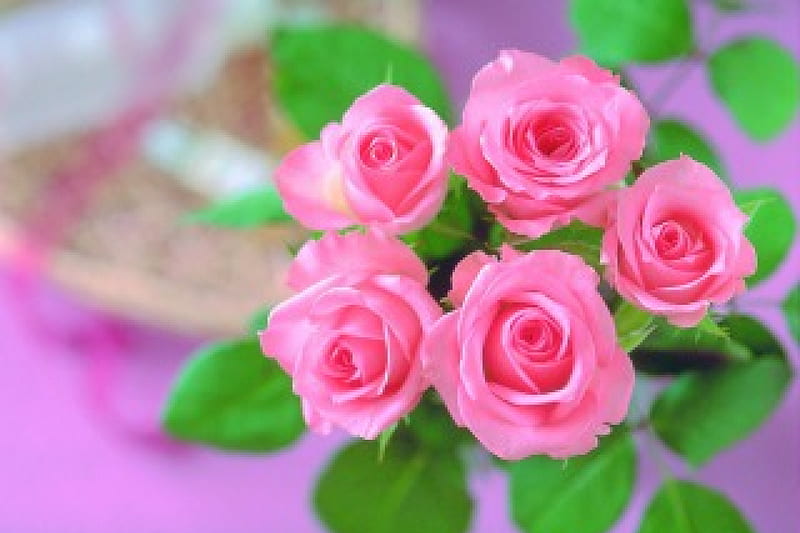 Roses, bouquet, flowers, beauty, pastel, soft, pink roses, HD wallpaper ...