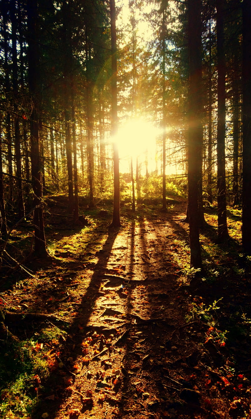 Forest sunset, fall, shadows, sun, wood, HD phone wallpaper