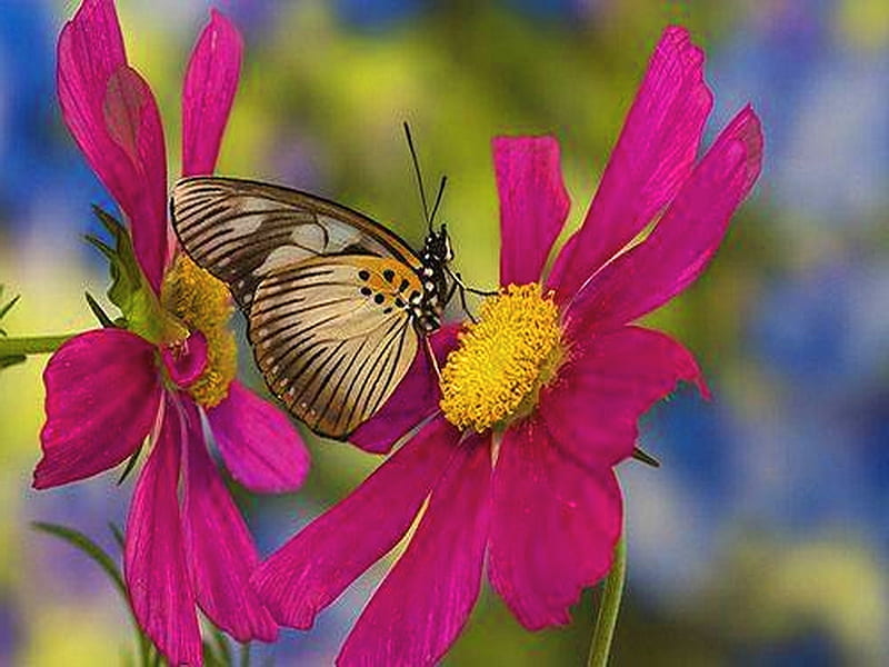 Gerbers and butterfly, daisies, flowers, butterfly, pink, HD wallpaper ...