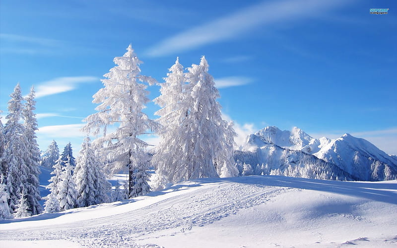 Winter Wonderland, nature, trees, snow, winter, HD wallpaper